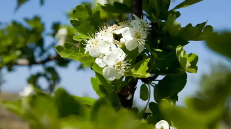 Entdecken Sie die historische Innenstadt von Goes