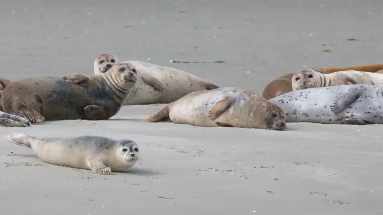 Entdecken Sie die historische Innenstadt von Goes